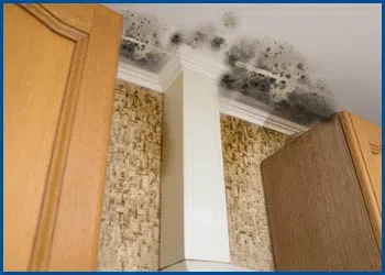 Dania Restoration Company Dania, FL 754-202-0148 Dania Restoration Company Dania, FL 754-202-0148 - mold-side